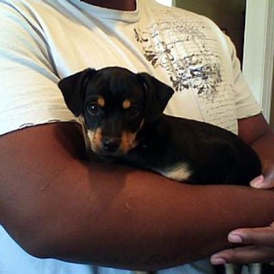 RE: Miniature Pincher / Chihuahua Mix