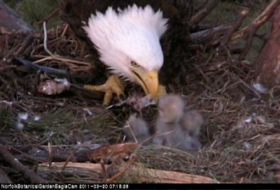 RE: Link: Live Eagle Cam (Norfolk Botanical Gardens, Virginia)