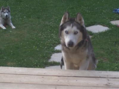 RE: Is My Dog A Husky?