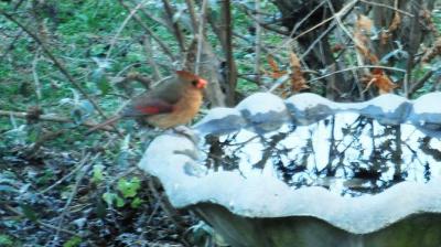 RE: Keep Birdbath Clean