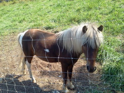 RE: Sadie (Pony)
