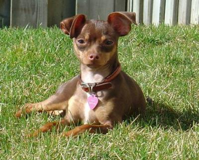 RE: Miniature Pincher / Chihuahua Mix