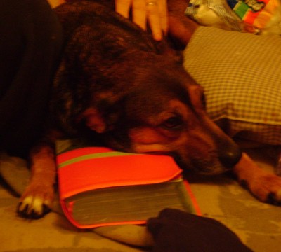 RE: Remedy for Dog's Itchy Feet
