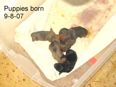 RE: Miniature Pincher / Chihuahua Mix