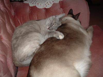 RE: Solve Cat Problems with a Positive Attitude!