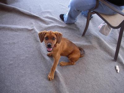 RE: What Breed Is My Dog?