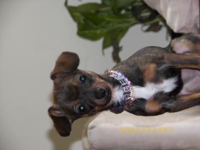 RE: Is My Dog A Chihuahua/Dachshund Mix