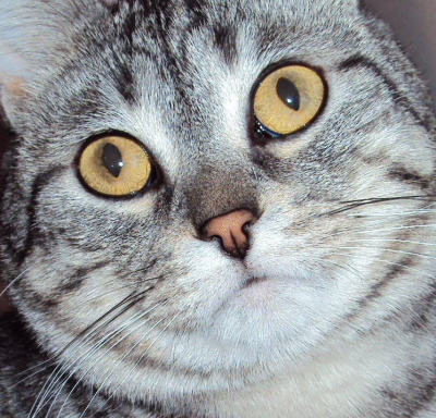 RE: Kira (Tabby)
