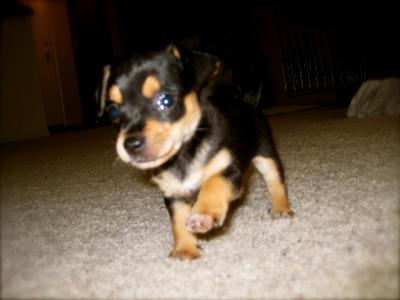 RE: Miniature Pincher / Chihuahua Mix