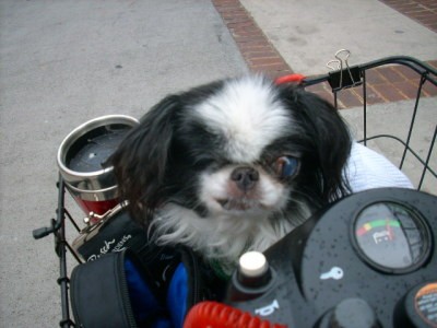 RE: Advice for Choosing a Dog Breed