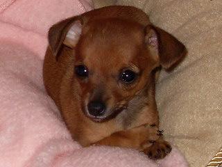 RE: Is My Dog A Chihuahua/Daschund Mix