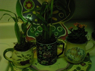 RE: Teacup Planters