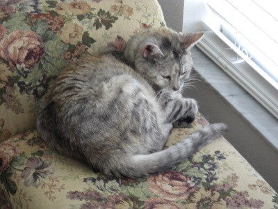 RE: Flea Shampoo and Raw Diets