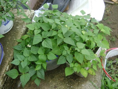RE: My Frugal Life: Recycling In the Garden