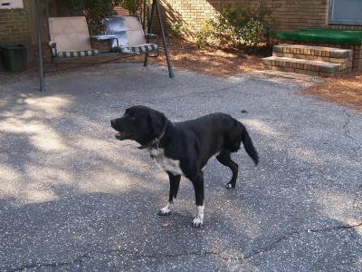 RE: What Breed Is My Dog?