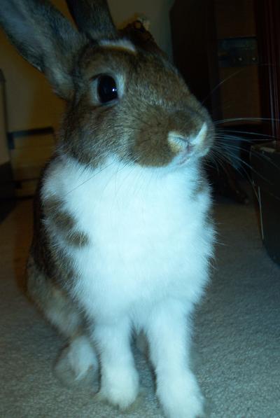RE: Starbuck (Rabbit)