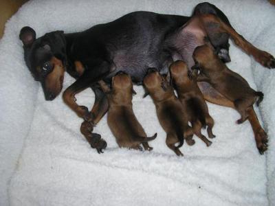 RE: Miniature Pincher / Chihuahua Mix