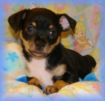 RE: Miniature Pincher / Chihuahua Mix