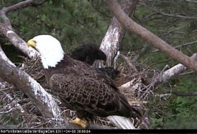 RE: Link: Live Eagle Cam (Norfolk Botanical Gardens, Virginia)