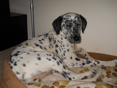 RE: Angel (German Shorthaired Pointer/Dalmation)