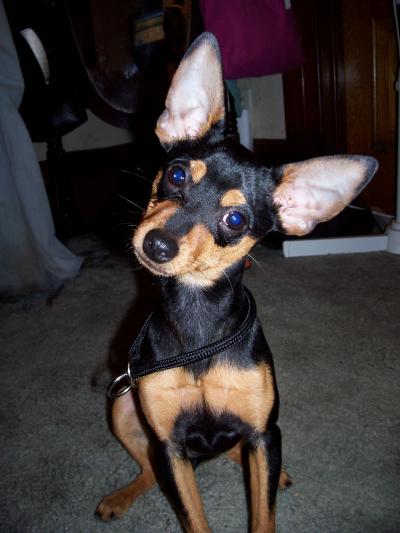 RE: Miniature Pincher / Chihuahua Mix