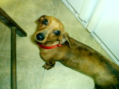 RE: Sasha (Mini Dachshund)