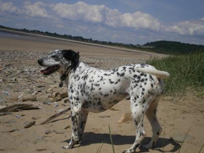 RE: Angel (German Short-haired Pointer/Dalmatian)