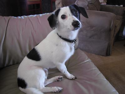 RE: Dachshund/Pomeranian Mix Photos