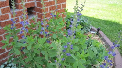 baptista plant