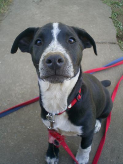 Lab Pit Mix Breed Lab Pit Mix Breed
