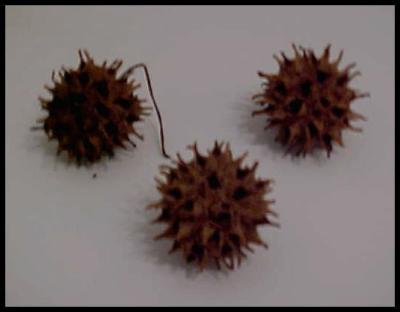 RE: Where can I buy sweet gum balls?