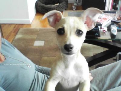 RE: Miniature Pincher / Chihuahua Mix