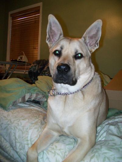 Alsatian Labrador Mix