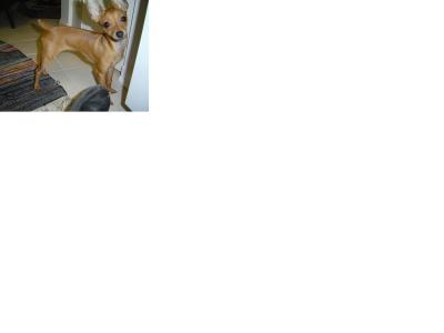 RE: Miniature Pincher / Chihuahua Mix