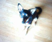 RE: Miniature Pincher / Chihuahua Mix