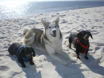 RE: What Breed Is My Dog? (German Shepherd mix)
