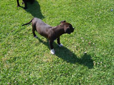 RE: What Breed Is My Dog?