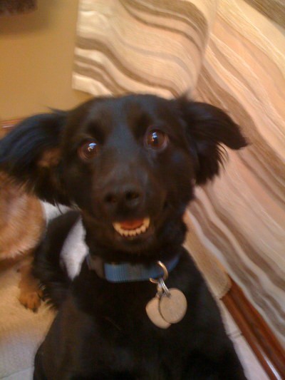 RE: Dachshund/Pomeranian Mix Photos
