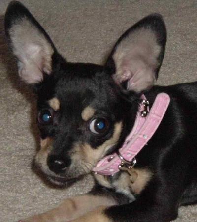 RE: Miniature Pincher / Chihuahua Mix