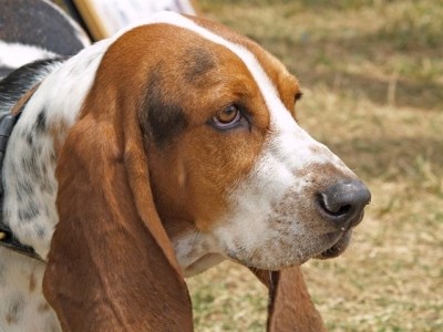 RE: Basset Hound With a Rash on Belly