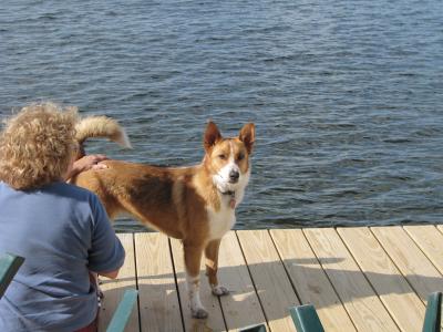 Basenji Cross