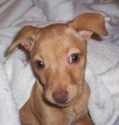 RE: Miniature Pincher / Chihuahua Mix