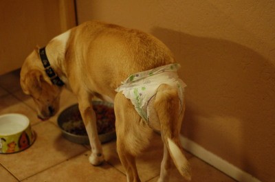 RE: How Long Will My Dog Be In Heat?