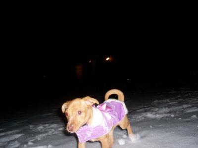 RE: Miniature Pincher / Chihuahua Mix