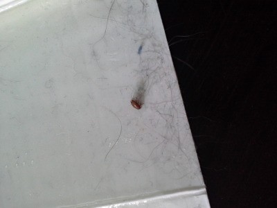 RE: Tiny Hard Shelled Bugs on Kitchen Countertops