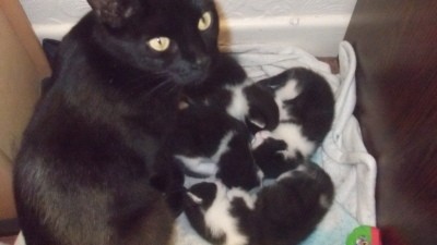 RE: Fleas on My Cat and Her Kittens