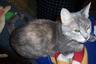 RE: Dolce (Domestic Shorthair)