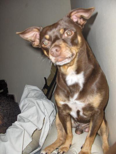 RE: Miniature Pincher / Chihuahua Mix