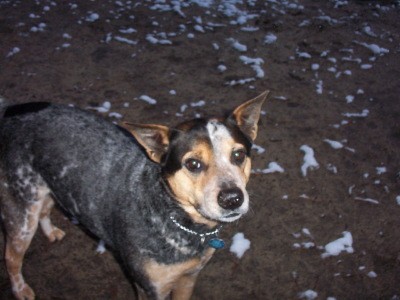 RE: Check ASPCA and AVMA Vaccination Frequency Recommendations