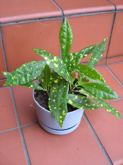RE: What Is This Plant?